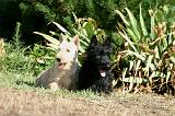 SCOTTISH TERRIER 218
